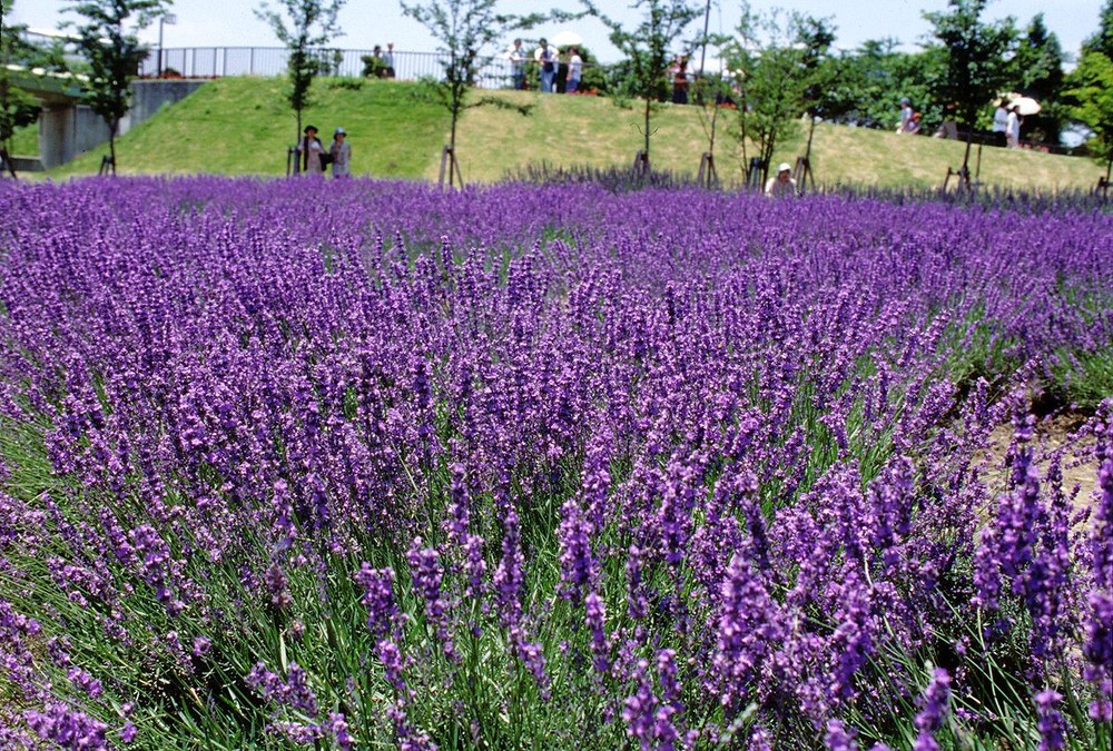 Cánh đồng hoa lavender tuyệt đẹp vừa được phát hiện ở Đà Lạt, đây cũng là nới có nhiều hoa lavender nhất từ trước tới nay ở Việt Nam. Ảnh: Zing.vn